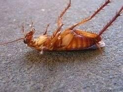 Фото ПРОСПЕКТОР