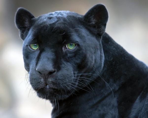 Фото Нареман Тулегенов