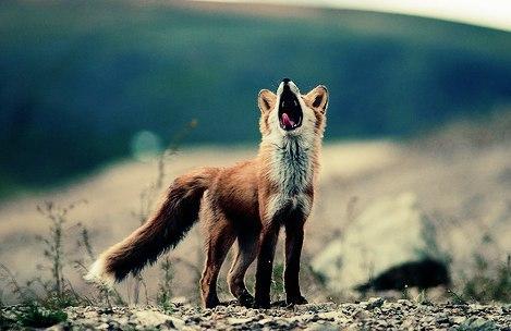 Фото Fox.