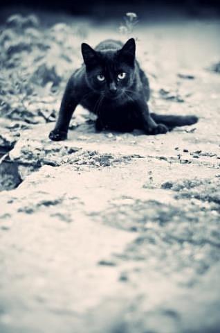Фото Black_Cat