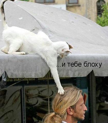 Фото Ильмира Гилимшина: Кот мстит хозяину