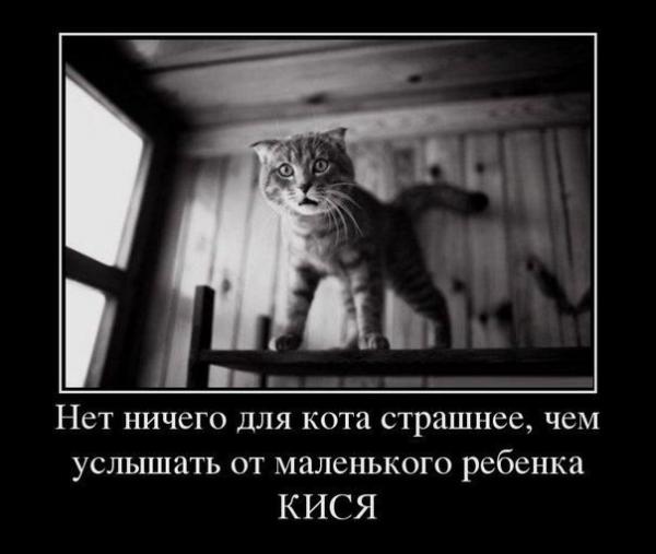 Фото Ильмира Гилимшина: Чего кот боится?