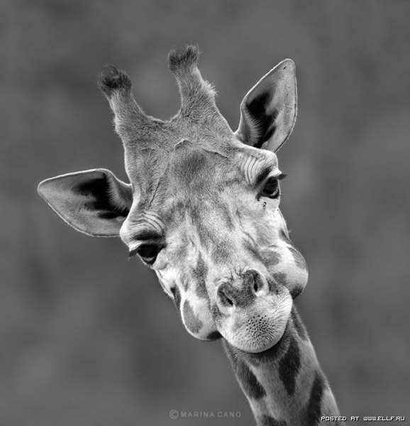 Фото giraffe