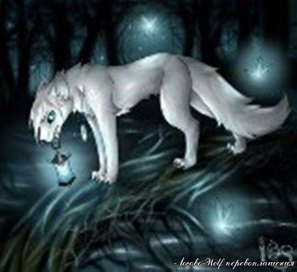 Фото одинокая волчица