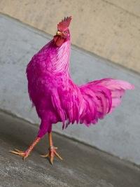 Фото гребешoк: рооозавый фламинго!...