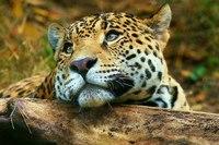 Фото jaguar57rus