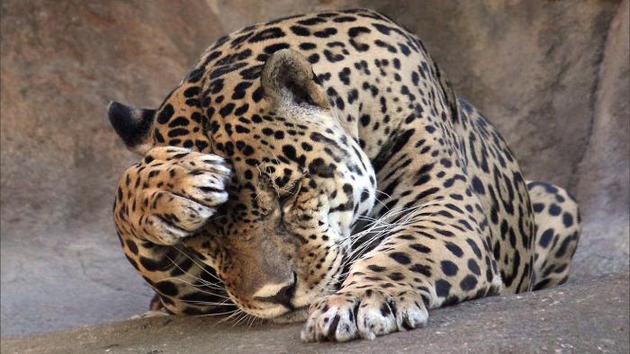 Фото Юлечка2001: Стеснительный леопард