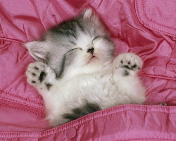 Фото Маша Пай: Я-котята захватят мир,ВХАХАХАХ. котёнок-Попозже захватим а сейчас  поспим))